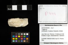 Foto (Objekt + Etiketten) von ? Magila sp. 